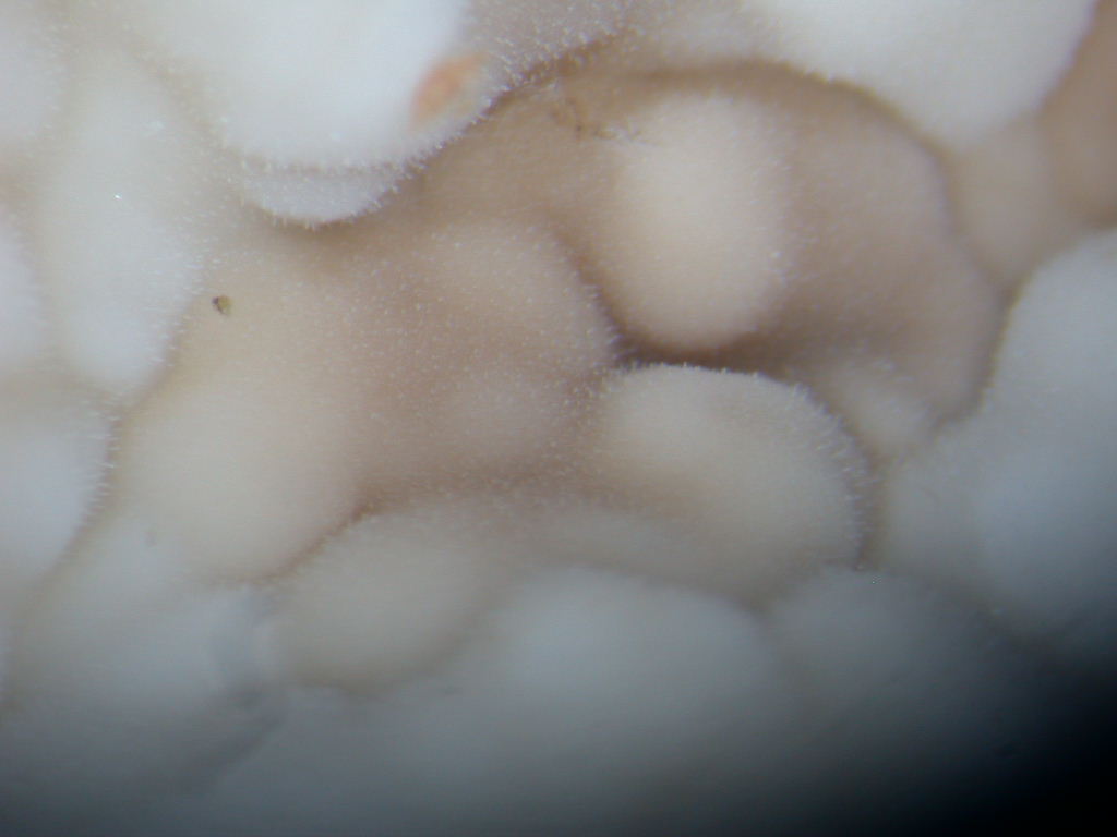 Da determinare...  (Dacryobolus karstenii)